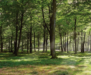 Summer Forest