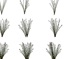 Game Model - prairie scene - Desert Plants 02 01