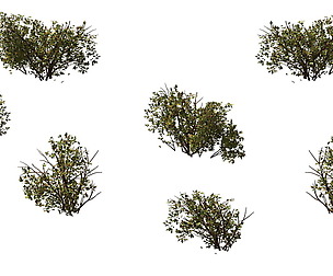 Game Model - prairie scene - Desert Plants 03 01