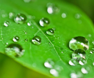 Dew