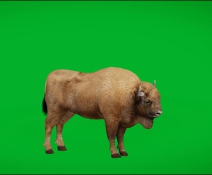 European Bison Wisent