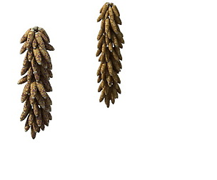 Game Model - prairie scene - maize sorghum 01