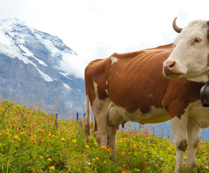 Cow Bell