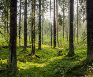 Sounds of Trees