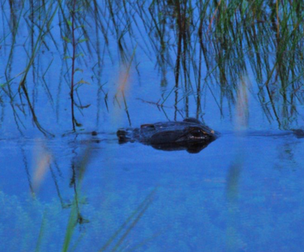 Sounds of the Swamp