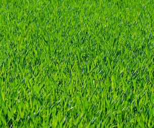 Sounds of Grass