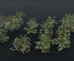 The Elderberry Bush