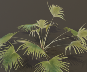A  Fan Palm Bush
