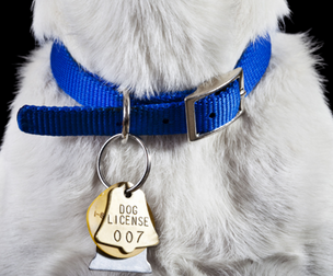 Collar for Animals
