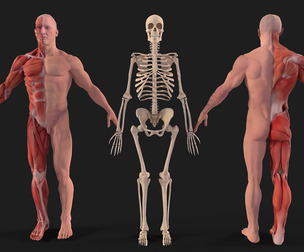Human Anatomy complete body Muscular System Skeleton And Bones