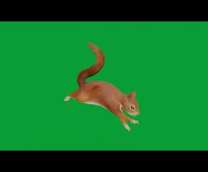 Eurasian Red Squirrel