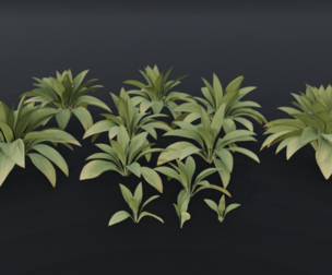 The Haran Bush