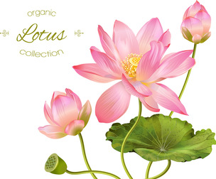 Pink Lotus Flower, Buds, Green Leaves, Floral Illustration, EPS File