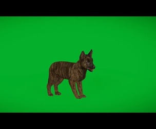Dutch Shepherd Puppy Dog