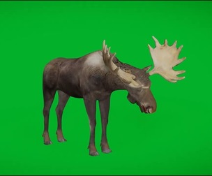 Eurasian Moose Elk Male