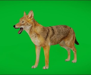 European Female Jackal