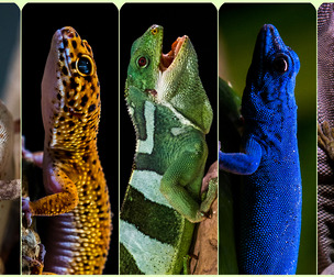 Amphibians & Reptiles vol.4- Referecne Photo Pack For Artists 501 JPEGs noAI