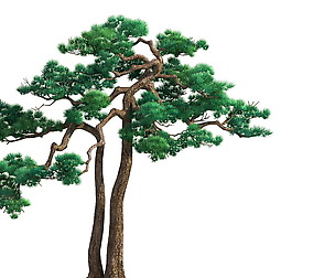 e Model - Taoist comprehension scene - Pine 03 01