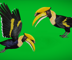 Great Hornbill Bird