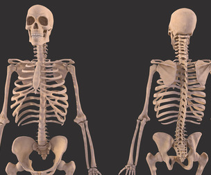 Human Skeleton Bones with Anatomy
