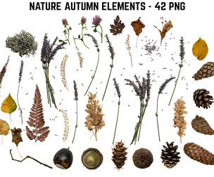 42 Nature Autumn Elements, Dried Leaves, Seeds, Cones, Grasses - PNG