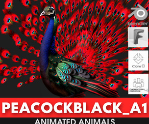 Peacock Black_A1