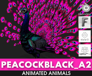 Peacock Black_A2