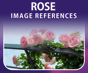 400 Rose Image Reference Pack – Vol 1
