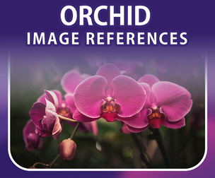 400 Orchid Image Reference Pack – Vol 1