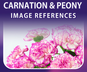 400 Carnation and Peony Image Reference Pack – Vol 1