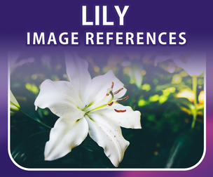400 Lily Image Reference Pack – Vol 1