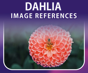400 Dahlia Image Reference Pack – Vol 1