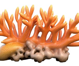 Coral 01