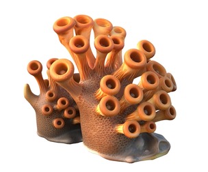 Coral 02