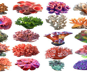 Coral Collection 1-20