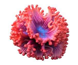 Coral reef 05