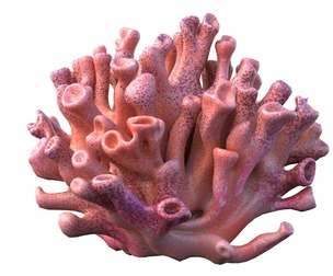 Coral reef 06