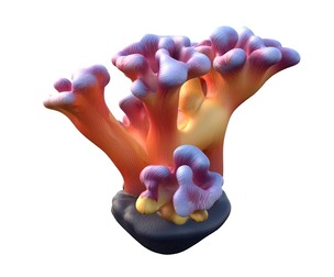 Coral reef 08
