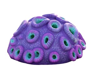 Coral reef 11