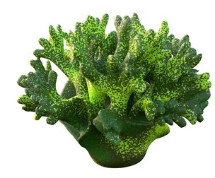 Coral reef 12