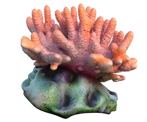 Coral reef 13