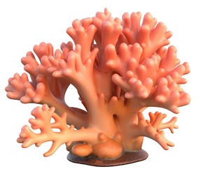 Coral reef 14
