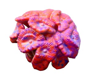 Coral reef 17