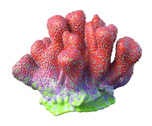 Coral reef 18