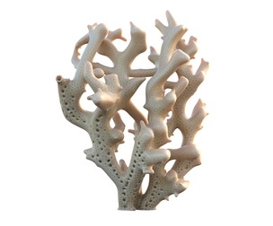 Coral reef 19