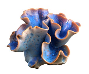Coral reef 21