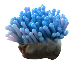 Coral reef 22
