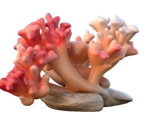 Coral reef 23