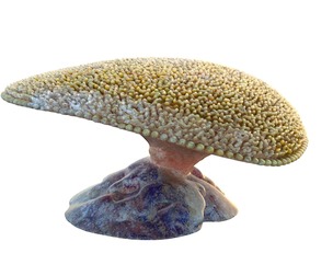 Coral reef 24