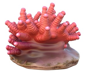 Coral reef 27